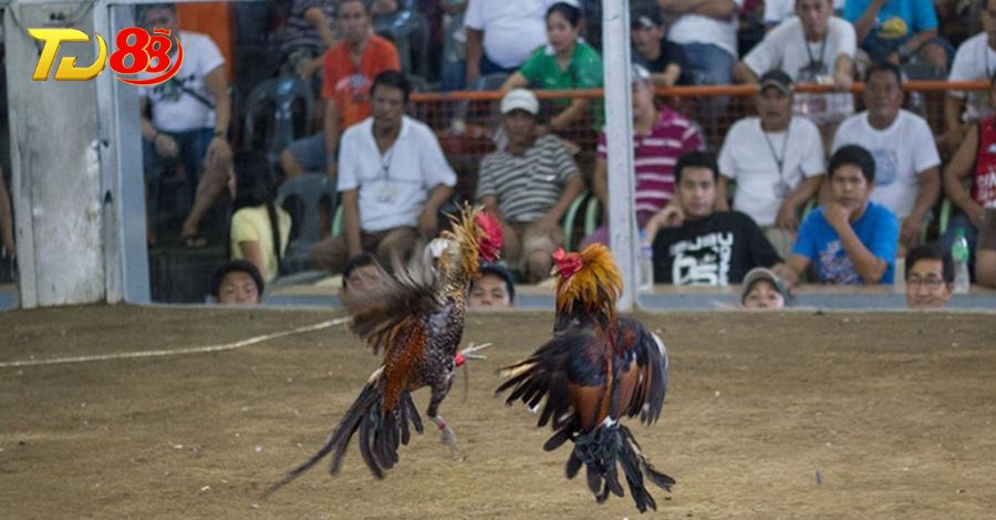 Đá gà cựa dao sát phạt hơn so với gà đòn