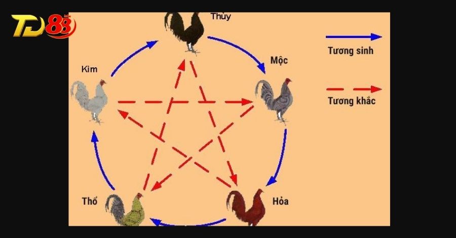 Tuân theo ngũ hành để xem ngày chọi kê